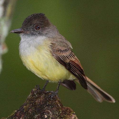 Dusky-capped Flycatcher &copy; <a href="//commons.wikimedia.org/wiki/User:Mdf" title="User:Mdf">Mdf</a>