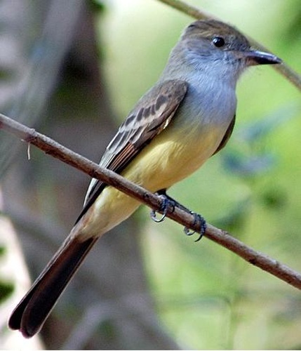 Brown-crested Flycatcher © <ul>
<li>
<a href="//commons.wikimedia.org/wiki/File:Myiarchus_tyrannulus_-8.jpg" title="File:Myiarchus tyrannulus -8.jpg">Myiarchus_tyrannulus_-8.jpg</a>: <a rel="nofollow" class="external text" href="https://www.flickr.com/photos/10786455@N00">Dario Sanches</a>
</li>
<li>derivative work: <a href="//commons.wikimedia.org/wiki/User:Berichard" title="User:Berichard">Berichard</a> (<a href="//commons.wikimedia.org/wiki/User_talk:Berichard" title="User talk:Berichard"><span class="signature-talk">talk</span></a>)</li>
</ul>