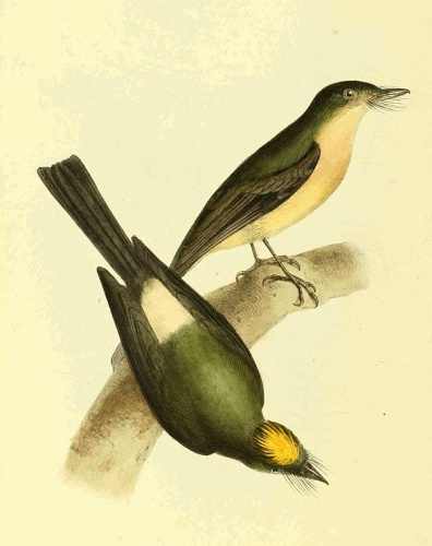 Whiskered Myiobius © William Swainson, F.R.S., F.L.S.