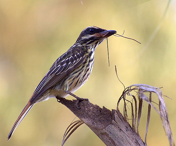 Streaked Flycatcher &copy; <a rel="nofollow" class="external text" href="https://www.flickr.com/photos/10786455@N00">Dario Sanches</a>