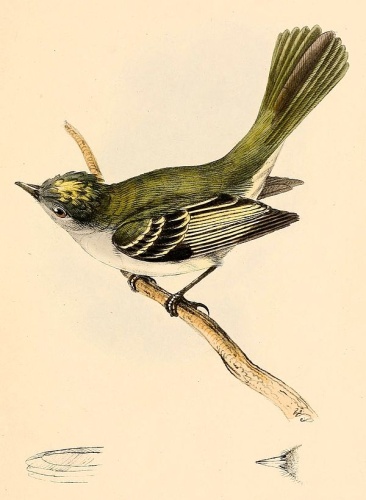 Grey Elaenia &copy; William Swainson (1789-1855)