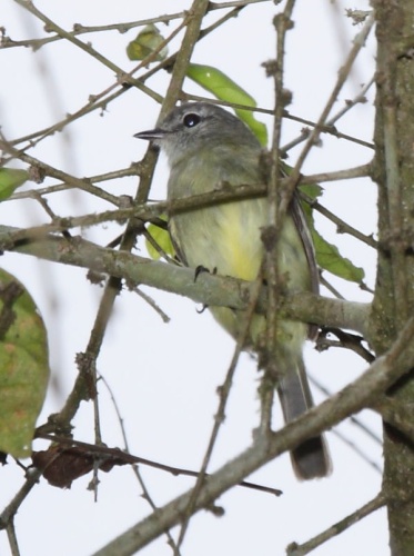 Forest Elaenia &copy; <a rel="nofollow" class="external text" href="https://www.flickr.com/people/9765210@N03">Dominic Sherony</a>