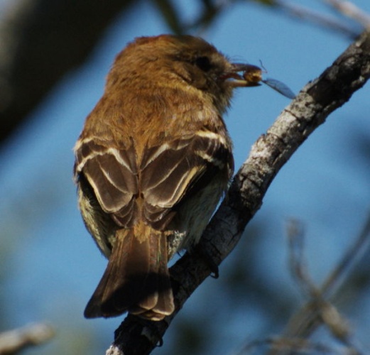 Bran-colored Flycatcher &copy; Dario Niz