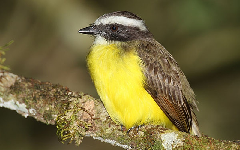 Social Flycatcher © <a href="//commons.wikimedia.org/wiki/User:Mdf" title="User:Mdf">Mdf</a>