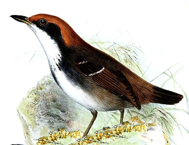 White-browed Antbird &copy; <bdi><a href="https://en.wikipedia.org/wiki/en:Joseph_Wolf" class="extiw" title="w:en:Joseph Wolf">Joseph Wolf</a>
</bdi>