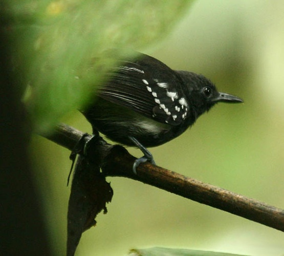 Myrmotherula axillaris © <a rel="nofollow" class="external text" href="https://www.flickr.com/photos/38972116@N00">Michael Woodruff</a>