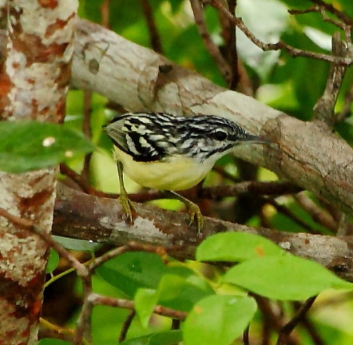 Myrmotherula brachyura &copy; <a href="//commons.wikimedia.org/wiki/User:Hector_Bottai" title="User:Hector Bottai">Hector Bottai</a>