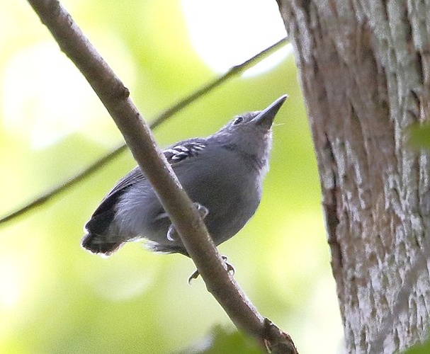 Myrmotherula menetriesii © <a href="//commons.wikimedia.org/wiki/User:Hector_Bottai" title="User:Hector Bottai">Hector Bottai</a>