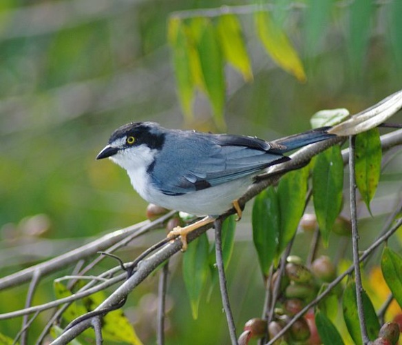 Hooded Tanager &copy; <a rel="nofollow" class="external text" href="https://www.flickr.com/people/87971644@N00">gjofili</a>