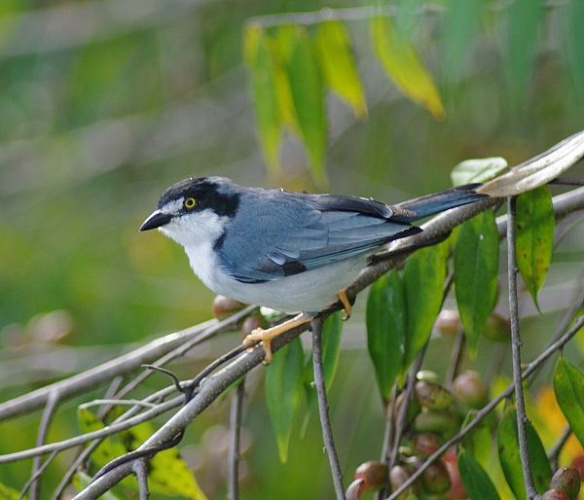 Hooded Tanager © <a rel="nofollow" class="external text" href="https://www.flickr.com/people/87971644@N00">gjofili</a>