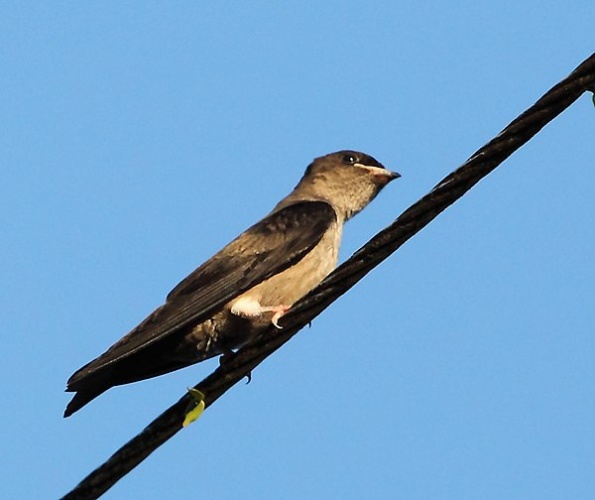 White-thighed Swallow &copy; <a href="//commons.wikimedia.org/wiki/User:Hector_Bottai" title="User:Hector Bottai">Hector Bottai</a>