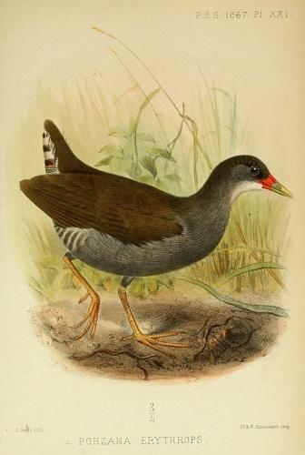 Paint-billed Crake © <bdi><a href="https://en.wikipedia.org/wiki/en:Joseph_Smit" class="extiw" title="w:en:Joseph Smit">Joseph Smit</a>
</bdi>