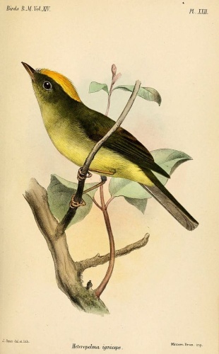 Saffron-crested Tyrant-Manakin &copy; <bdi><a href="https://en.wikipedia.org/wiki/en:Joseph_Smit" class="extiw" title="w:en:Joseph Smit">Joseph Smit</a>
</bdi>