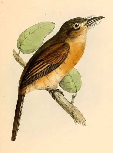 Rusty-breasted Nunlet © William Swainson (1789-1855)