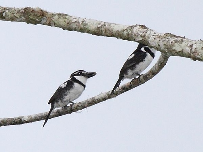 Pied Puffbird &copy; <a rel="nofollow" class="external text" href="https://www.flickr.com/people/9765210@N03">Dominic Sherony</a>
