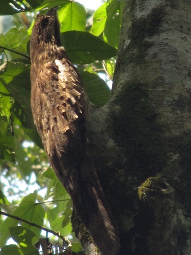 Long-tailed Potoo © <a href="//commons.wikimedia.org/wiki/User:Profberger" title="User:Profberger">Lee R. Berger</a>