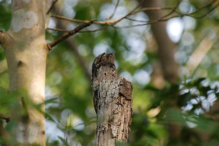 Common Potoo © <a rel="nofollow" class="external text" href="https://www.flickr.com/people/26616866@N00">The Lilac Breasted Roller</a> from Sullivan's Island, United States