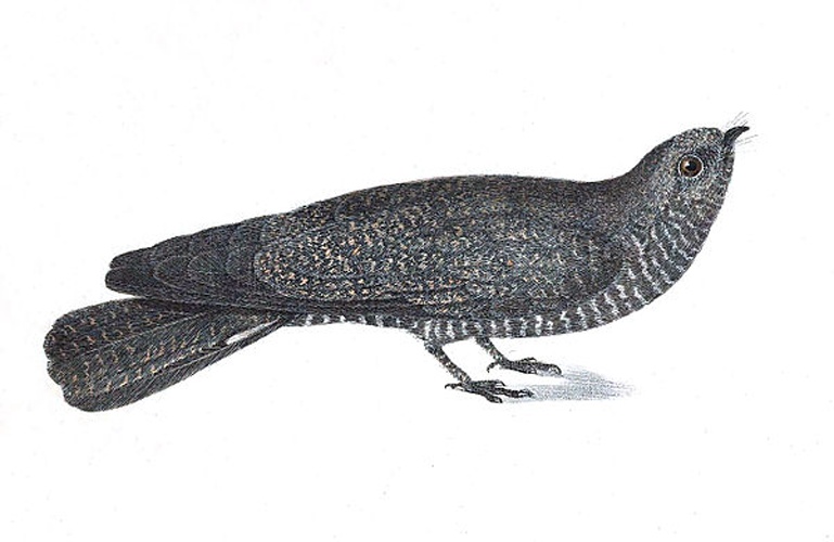 Band-tailed Nighthawk &copy; <bdi><a href="https://en.wikipedia.org/wiki/en:Johann_Baptist_von_Spix" class="extiw" title="w:en:Johann Baptist von Spix">Johann Baptist von Spix</a>
</bdi>