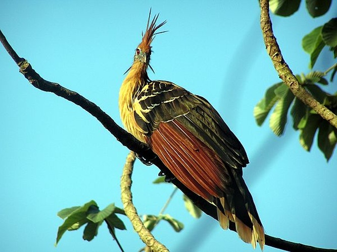 hoatzin &copy; <a href="//commons.wikimedia.org/wiki/User:Lindadevolder" title="User:Lindadevolder">Linda De Volder</a>