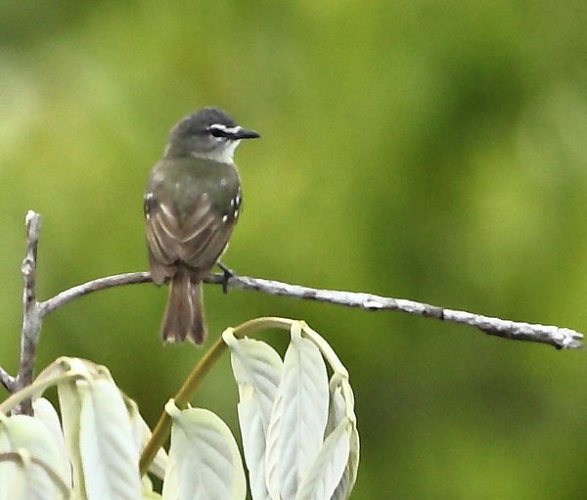 White-lored Tyrannulet &copy; <a href="//commons.wikimedia.org/wiki/User:Hector_Bottai" title="User:Hector Bottai">Hector Bottai</a>