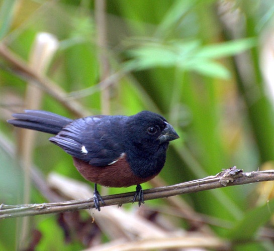 Chestnut-bellied Seed Finch &copy; <a rel="nofollow" class="external text" href="https://www.flickr.com/people/10786455@N00">Dario Sanches</a> from São Paulo, Brasil