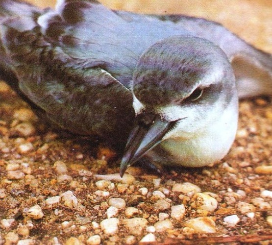 Salvin's Prion &copy; <a href="https://en.wikipedia.org/wiki/User:ZooPro" class="extiw" title="en:User:ZooPro">ZooPro</a> at <a class="external text" href="http://en.wikipedia.org">en.wikipedia</a>