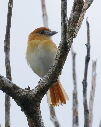 Cinereous Becard &copy; <a href="//commons.wikimedia.org/wiki/User:Hector_Bottai" title="User:Hector Bottai">Hector Bottai</a>