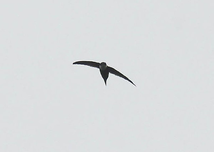 Lesser Swallow-tailed Swift © <a rel="nofollow" class="external text" href="https://www.flickr.com/photos/38972116@N00">Michael Woodruff</a>