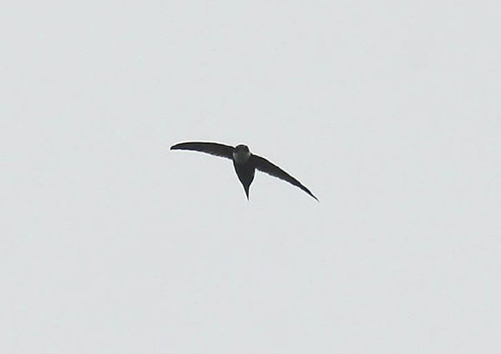 Lesser Swallow-tailed Swift &copy; <a rel="nofollow" class="external text" href="https://www.flickr.com/photos/38972116@N00">Michael Woodruff</a>