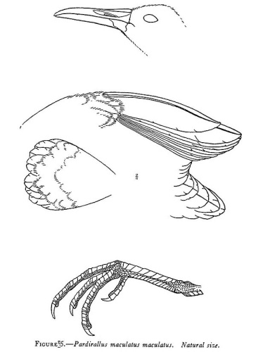 Spotted Rail &copy; <i>in</i> <a href="https://en.wikipedia.org/wiki/Robert_Ridgway" class="extiw" title="en:Robert Ridgway">Robert Ridgway</a>