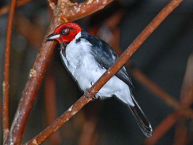 red-capped cardinal &copy; <a href="//commons.wikimedia.org/wiki/User:Hectonichus" title="User:Hectonichus">Hectonichus</a>