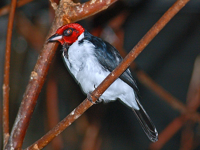 red-capped cardinal © <a href="//commons.wikimedia.org/wiki/User:Hectonichus" title="User:Hectonichus">Hectonichus</a>