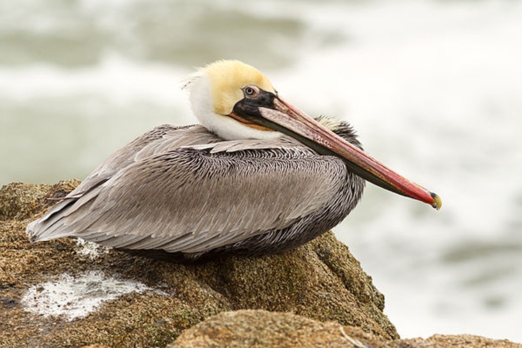 Brown Pelican © <bdi><a href="https://www.wikidata.org/wiki/Q57175365" class="extiw" title="d:Q57175365">Frank Schulenburg</a>
</bdi>