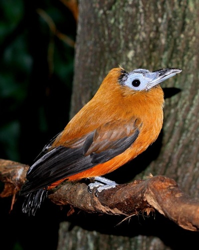 Capuchinbird &copy; <a href="//commons.wikimedia.org/wiki/User:Greg5030" title="User:Greg5030">Greg Hume</a>