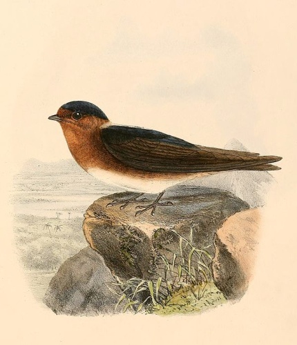 Cave Swallow © <bdi><a href="https://en.wikipedia.org/wiki/en:Richard_Bowdler_Sharpe" class="extiw" title="w:en:Richard Bowdler Sharpe">Richard Bowdler Sharpe</a>
</bdi>