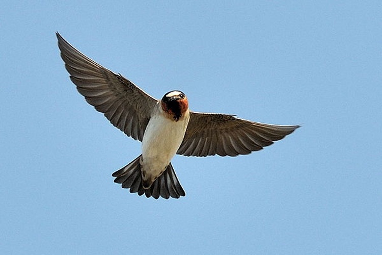 American Cliff Swallow © <a rel="nofollow" class="external text" href="https://www.flickr.com/photos/28156071@N00">Don DeBold</a>