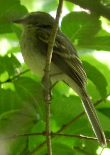 Mouse-colored Tyrannulet &copy; <a rel="nofollow" class="external text" href="https://www.flickr.com/people/75735834@N06">Feroze Omardeen</a>