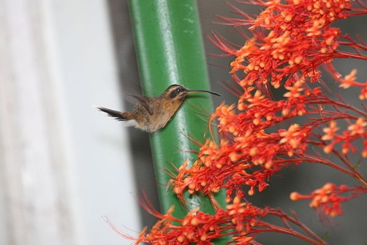 Little Hermit © <a rel="nofollow" class="external text" href="https://www.flickr.com/people/9765210@N03">Dominic Sherony</a>