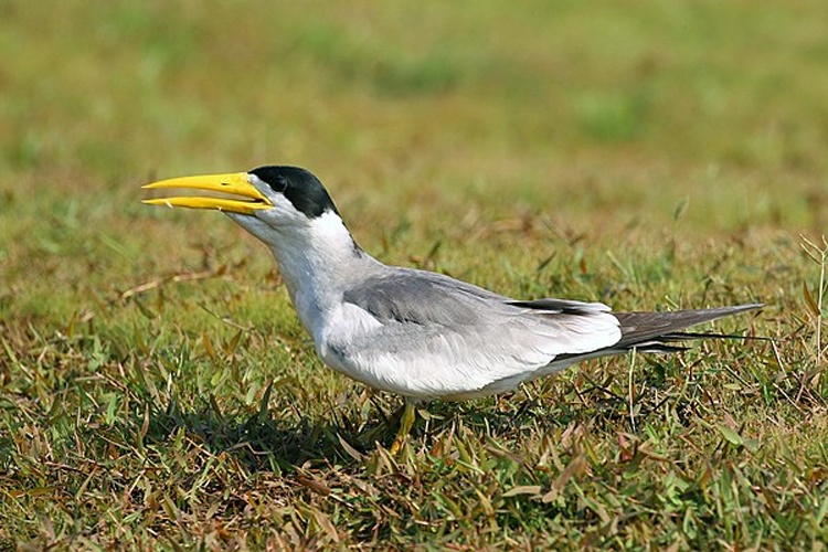 Large-billed Tern &copy; <bdi>Charles J Sharp
</bdi>