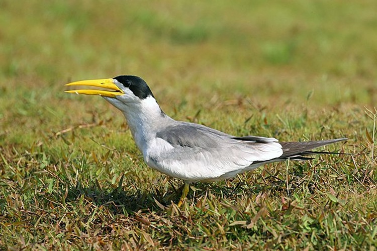 Large-billed Tern © <bdi>Charles J Sharp
</bdi>