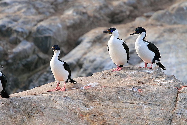 Imperial Shag © <a href="//commons.wikimedia.org/wiki/User:Calyponte" title="User:Calyponte">Calyponte</a>