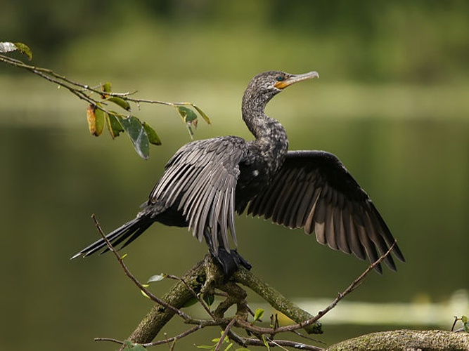 Neotropic Cormorant © <a href="//commons.wikimedia.org/wiki/User:Biopics" title="User:Biopics">Hans Hillewaert</a>