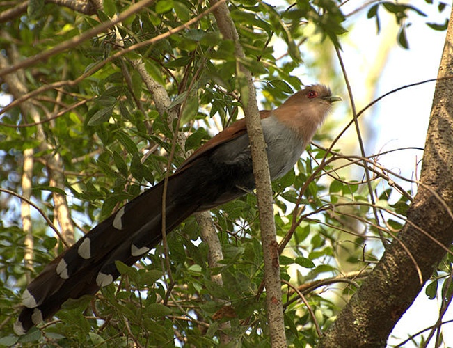 Squirrel Cuckoo &copy; <a rel="nofollow" class="external text" href="https://www.flickr.com/photos/10786455@N00">Dario Sanches</a>