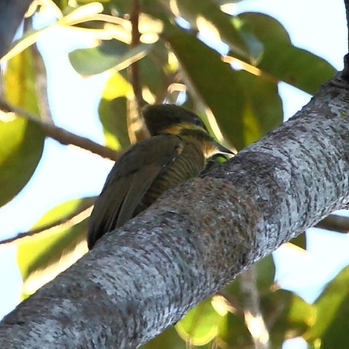 Golden-green Woodpecker © <a href="//commons.wikimedia.org/wiki/User:Hector_Bottai" title="User:Hector Bottai">Hector Bottai</a>