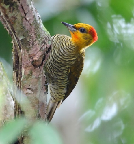 Yellow-throated Woodpecker © <a href="//commons.wikimedia.org/wiki/User:Hector_Bottai" title="User:Hector Bottai">Hector Bottai</a>