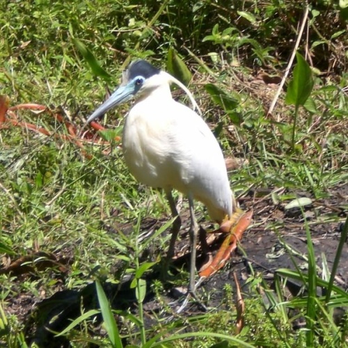 Capped Heron &copy; <ul>
<li>derivative work: <a href="//commons.wikimedia.org/wiki/User:Snowmanradio" title="User:Snowmanradio">Snowmanradio</a> (<a href="//commons.wikimedia.org/wiki/User_talk:Snowmanradio" title="User talk:Snowmanradio"><span class="signature-talk">talk</span></a>)</li>
<li>
<a href="//commons.wikimedia.org/wiki/File:Ave_branca.JPG" title="File:Ave branca.JPG">Ave_branca.JPG</a>: <a href="//commons.wikimedia.org/wiki/User:Jozeias3d" title="User:Jozeias3d">Jozeias3d</a>
</li>
</ul>