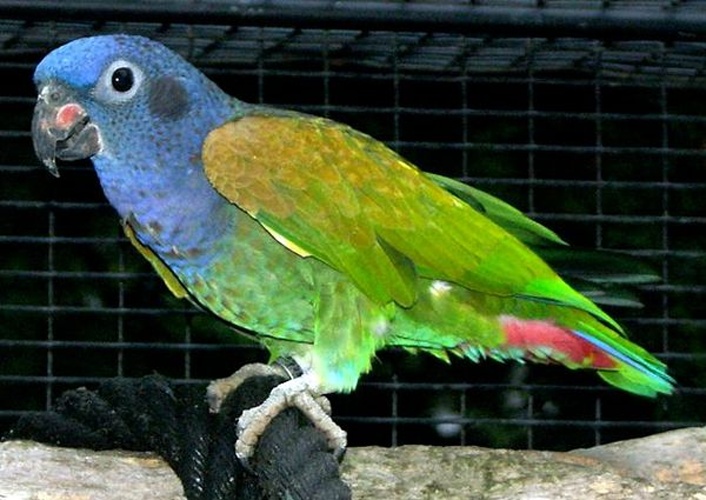 Blue-headed Parrot © The original uploader was <a href="https://en.wikipedia.org/wiki/fr:User:Yve5" class="extiw" title="w:fr:User:Yve5">Yve5</a> at <a href="https://en.wikipedia.org/wiki/fr:" class="extiw" title="w:fr:">French Wikipedia</a>.