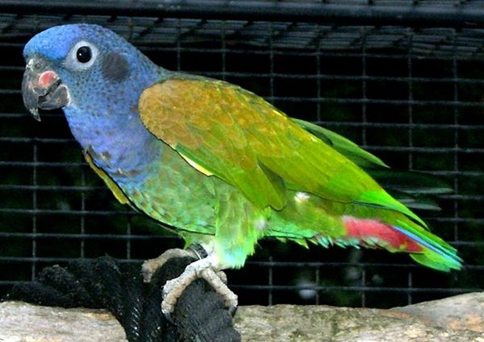Blue-headed Parrot &copy; The original uploader was <a href="https://en.wikipedia.org/wiki/fr:User:Yve5" class="extiw" title="w:fr:User:Yve5">Yve5</a> at <a href="https://en.wikipedia.org/wiki/fr:" class="extiw" title="w:fr:">French Wikipedia</a>.