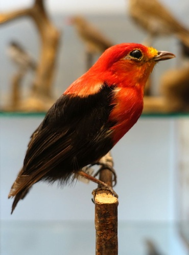 Crimson-hooded Manakin © <a href="//commons.wikimedia.org/wiki/User:Daderot" title="User:Daderot">Daderot</a>