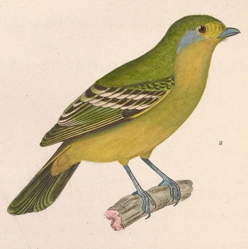 Wing-barred Piprites &copy; <bdi><a href="https://en.wikipedia.org/wiki/en:Nicolas_Huet_the_Younger" class="extiw" title="w:en:Nicolas Huet the Younger">Nicolas Huet</a>
</bdi>